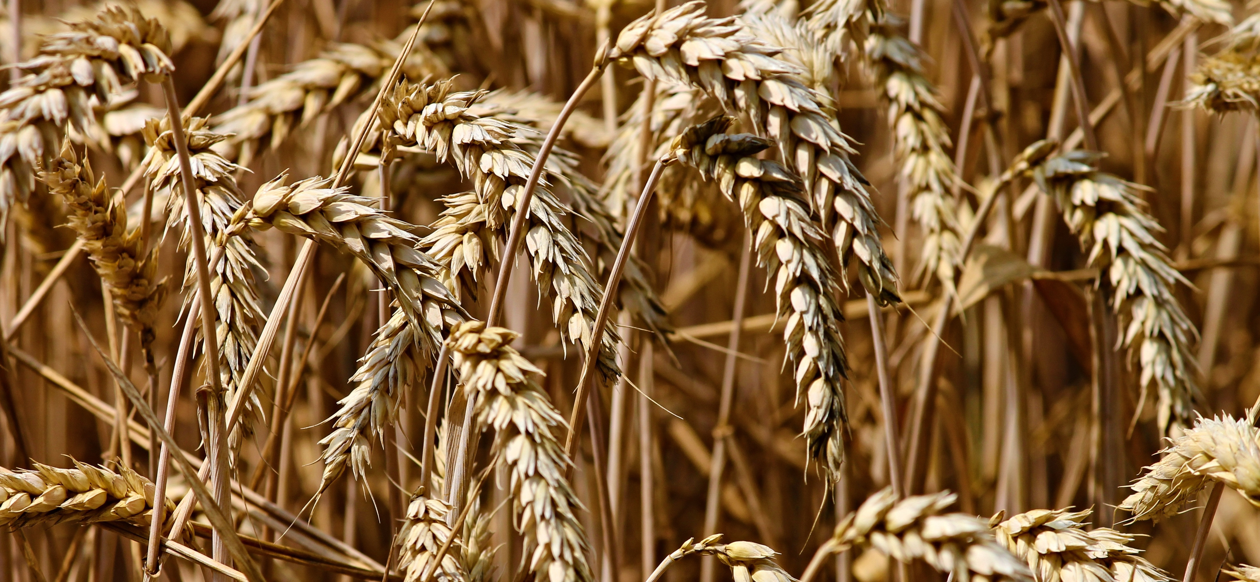Wheat 3524861