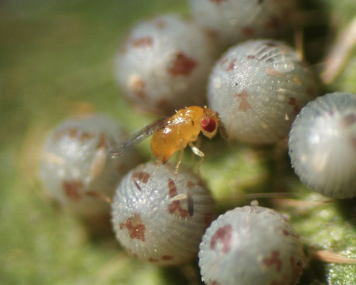 Trixogramma Za Rabotoj