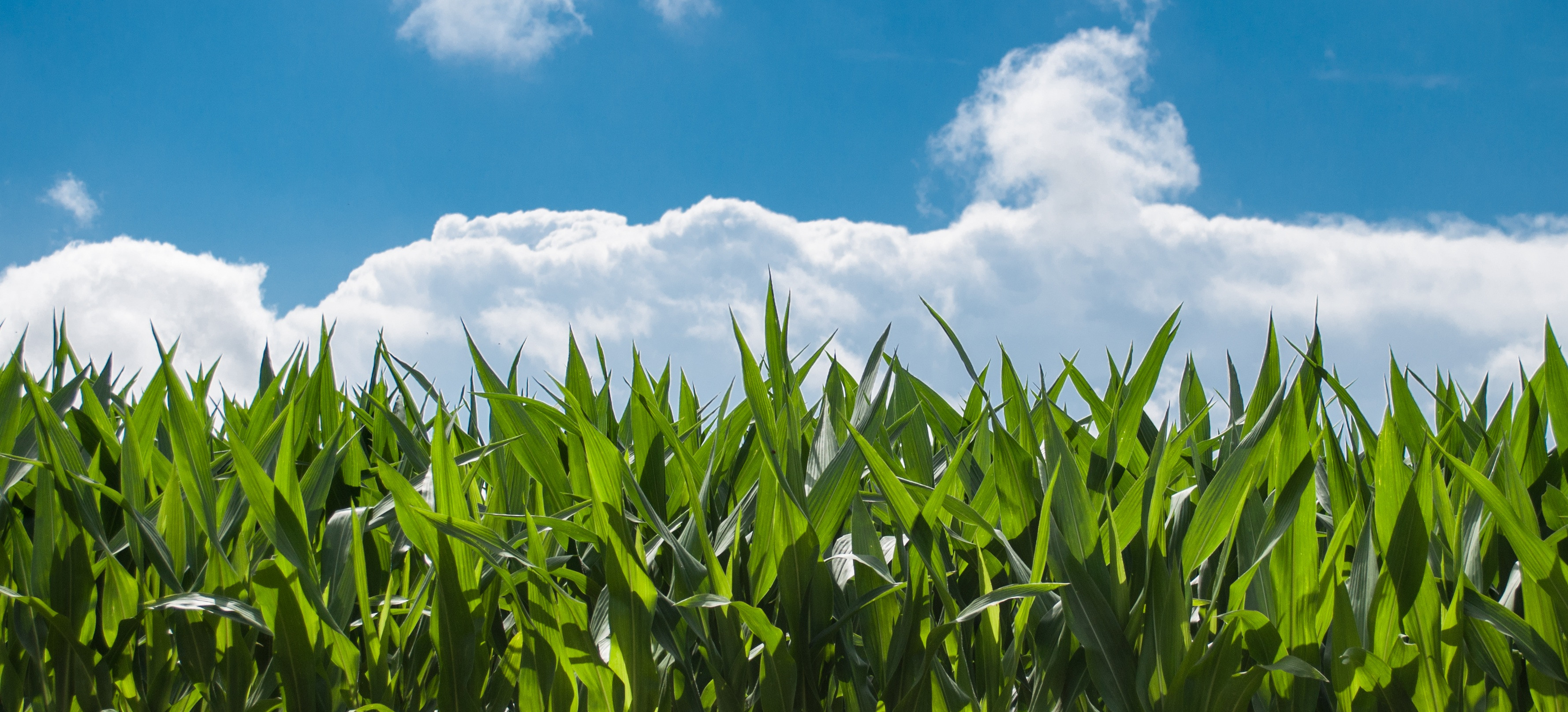 Corn Field 440338