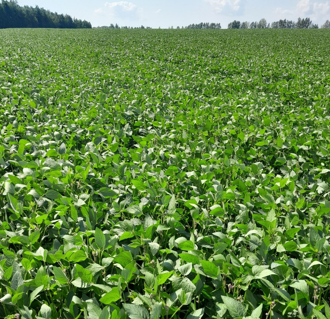 Soya Dmmitriev Agro Invest