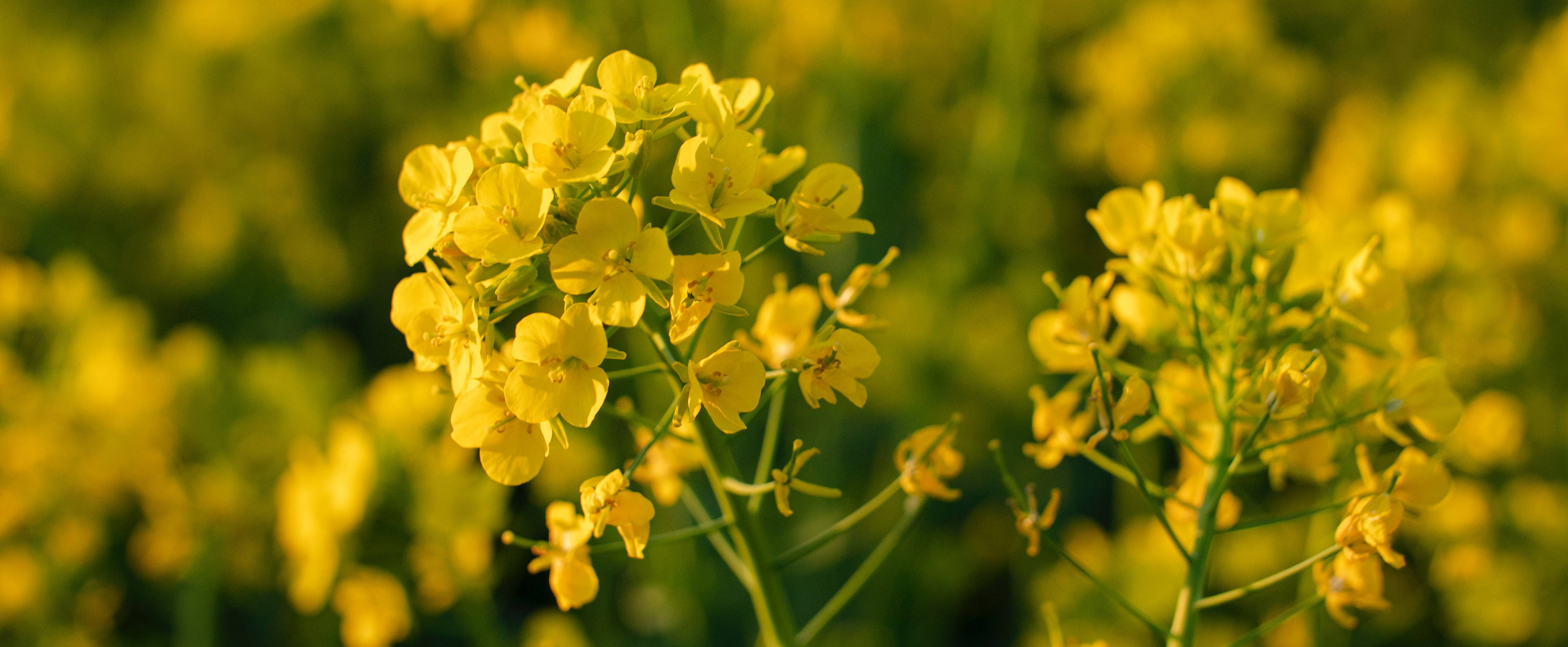 Mustard