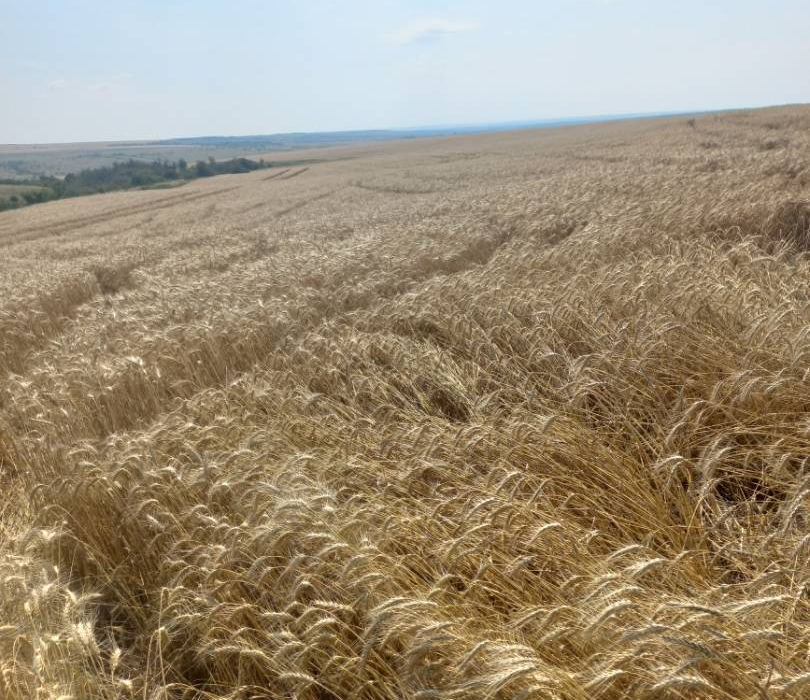 Pshenicza Na Polyax Danilovka Agroinvest Ver2 0