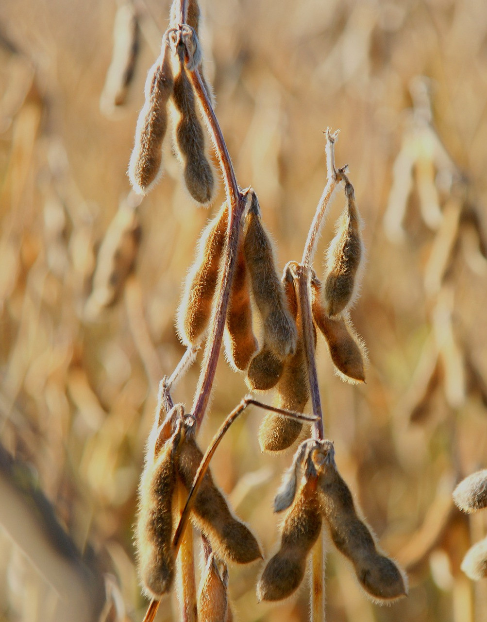 Soya Bean 4553954 1920