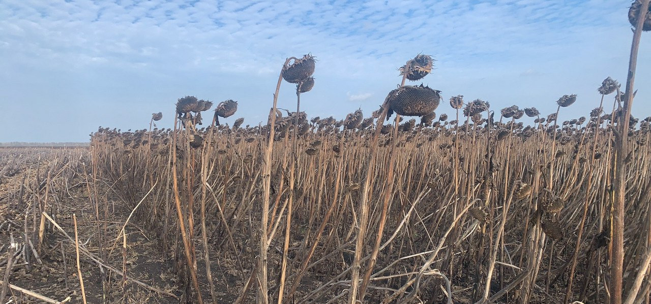 Gotovyj K Uborke Podsolnechnik Sosnovka Agro Invest