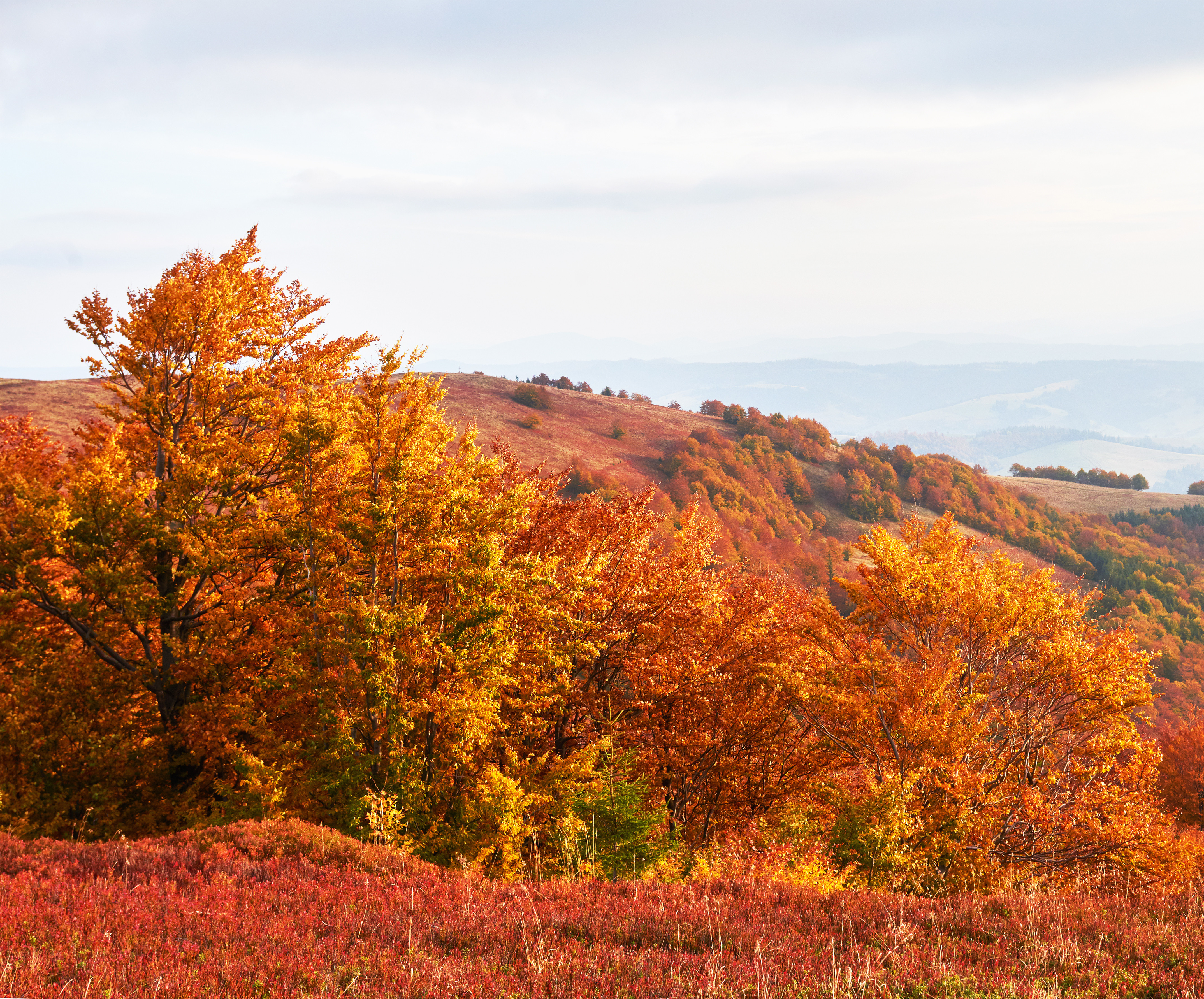 Skromnaa Rastitel Nost Vysokogor A Letom I Neobycaino Krasivymi Kraskami Cvetet Osen U Do Nastuplenia Holodov Cernika Arko Krasnaa Hvoino Zelenaa Buk Oranzevye Sinie Skazocnoe Ocarovanie