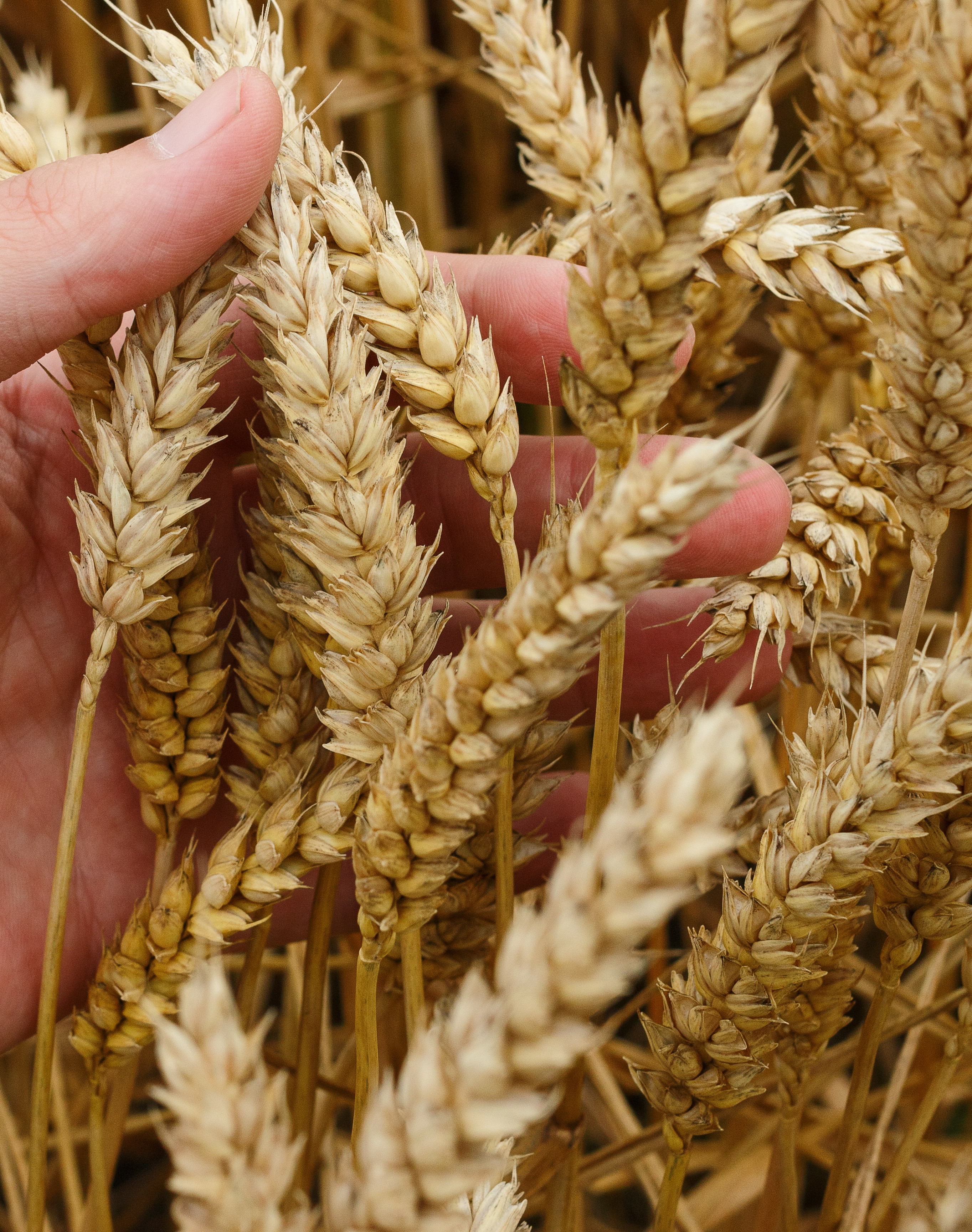 Wheat 1530321