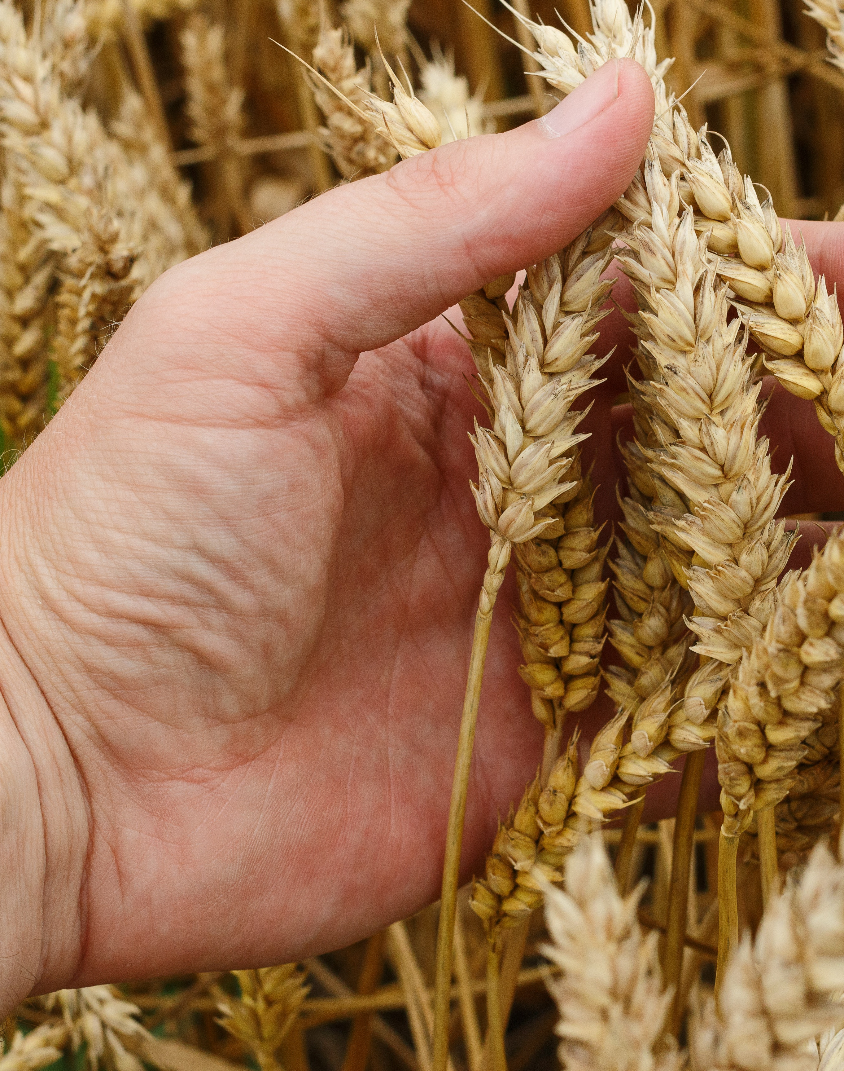 Wheat 1530321