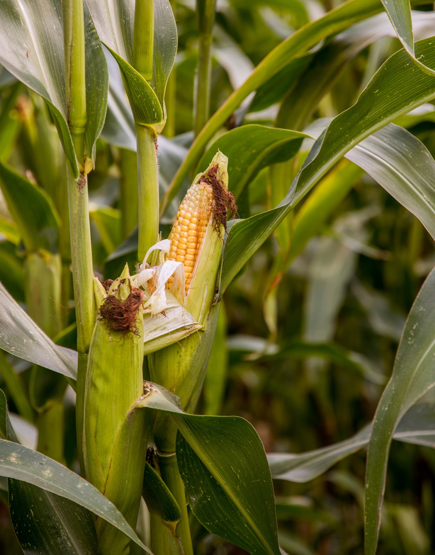 Corn