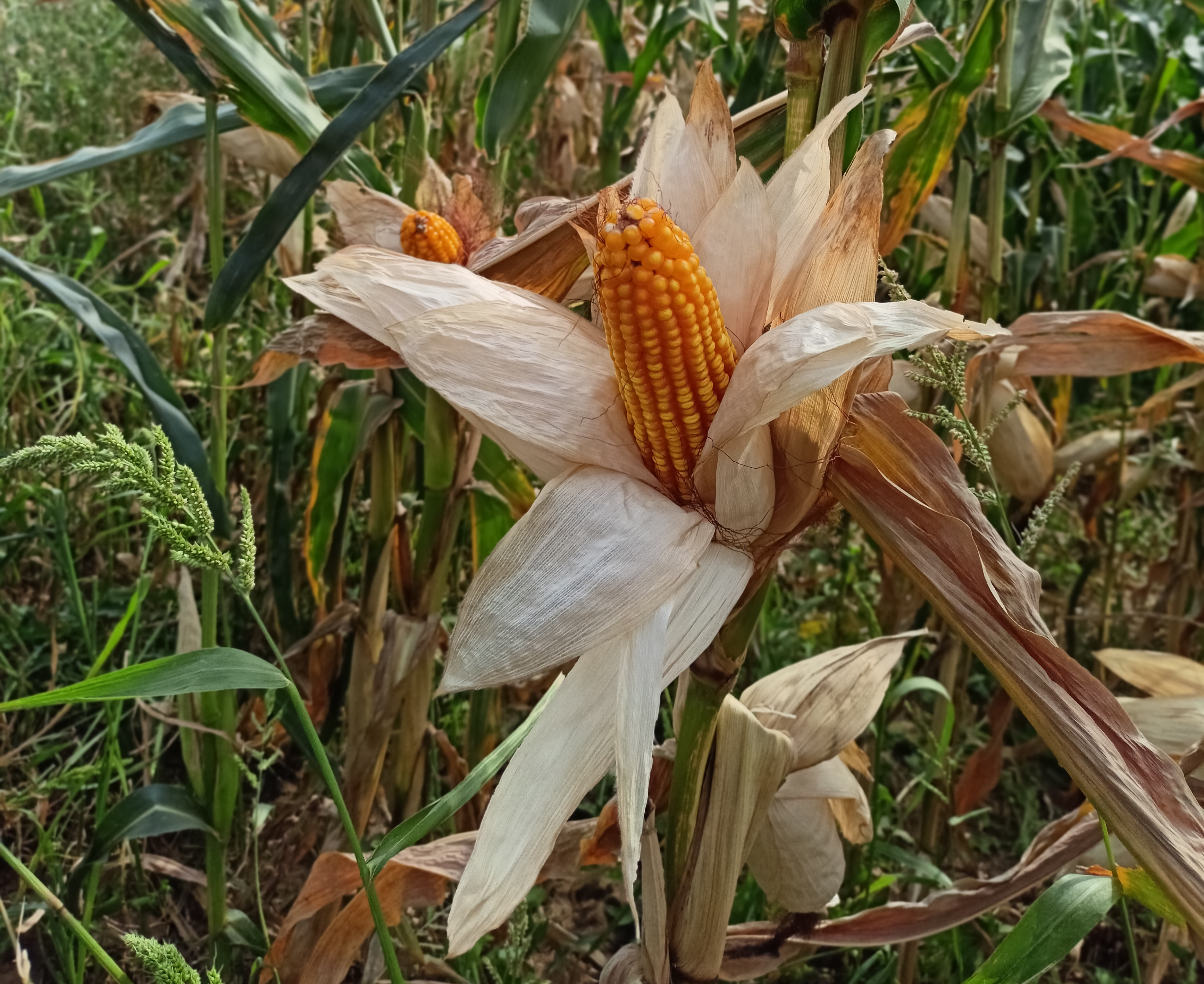 Kukuruza