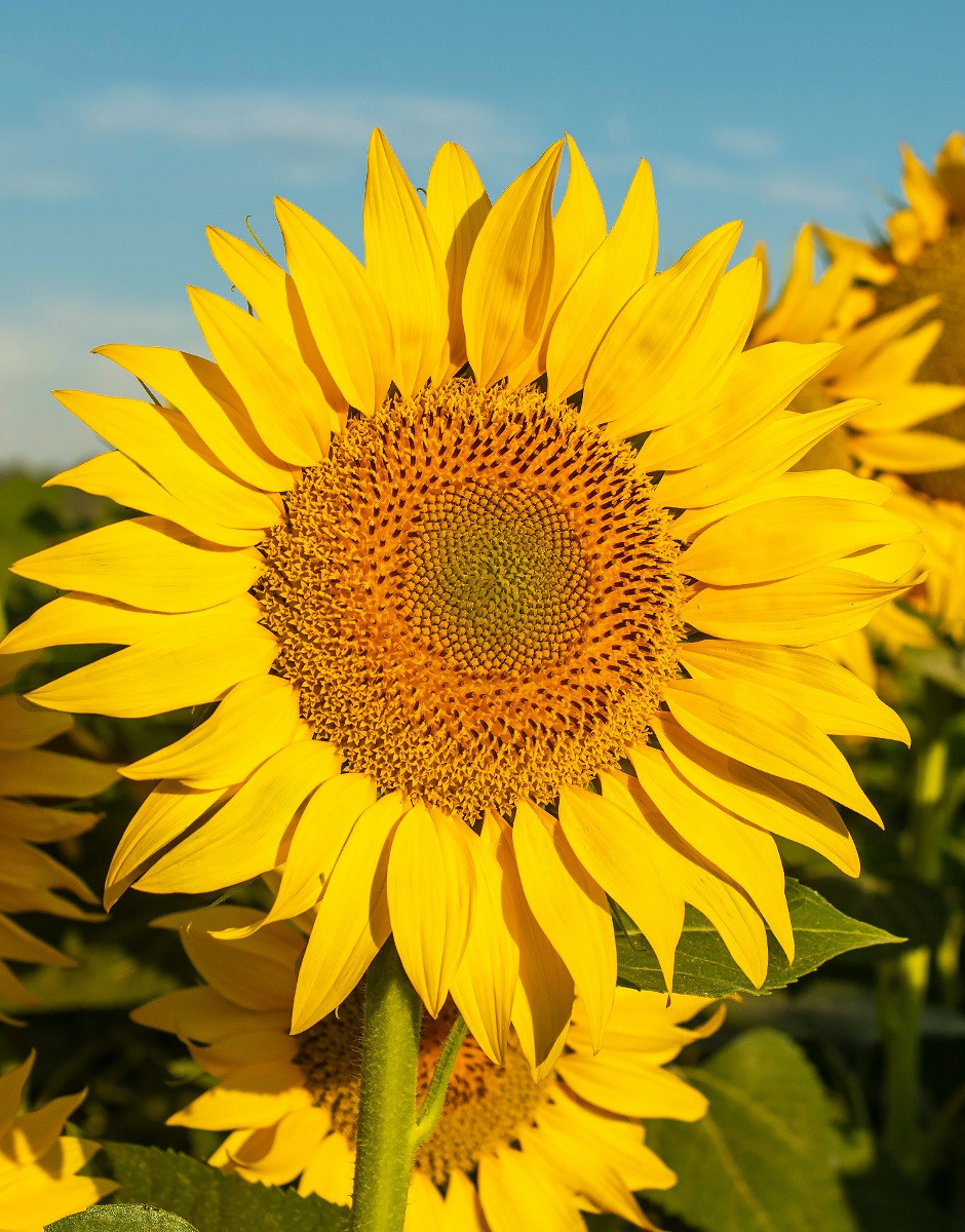 Shutterstock 1718393608