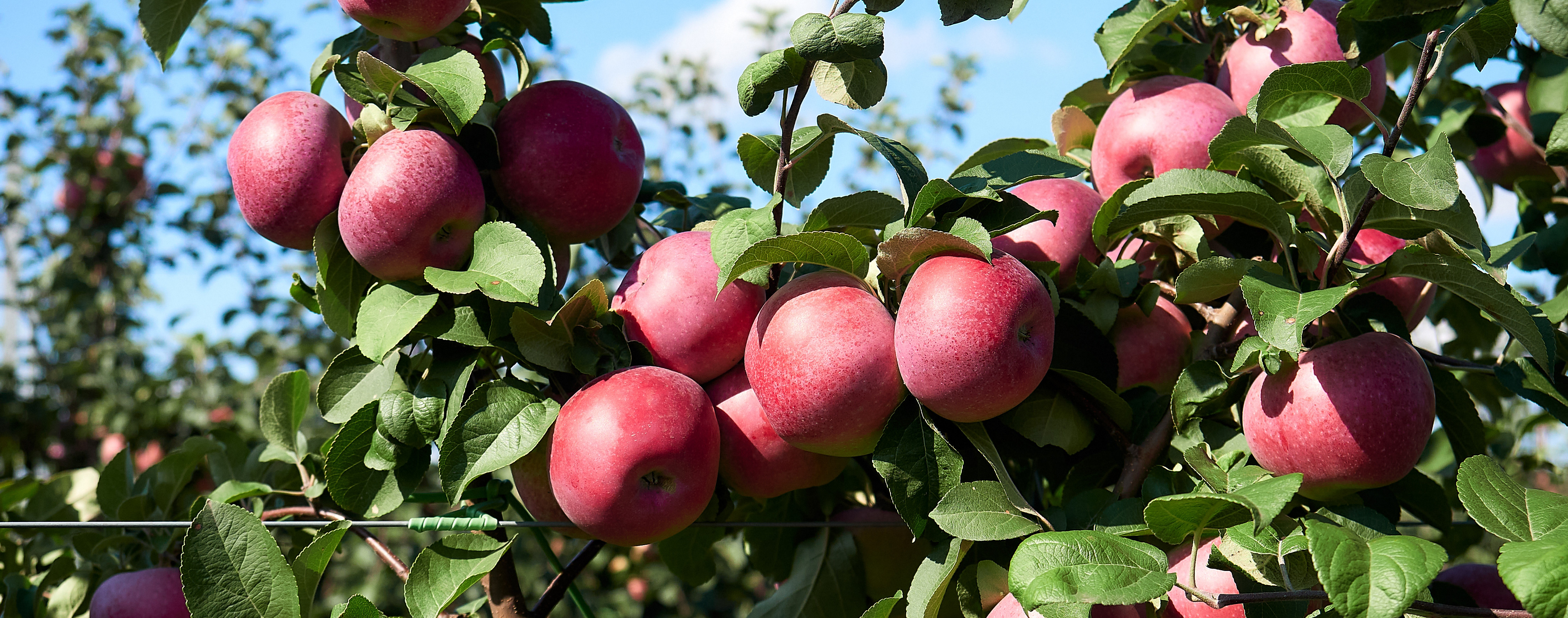 150923 Ai Yabloki 020