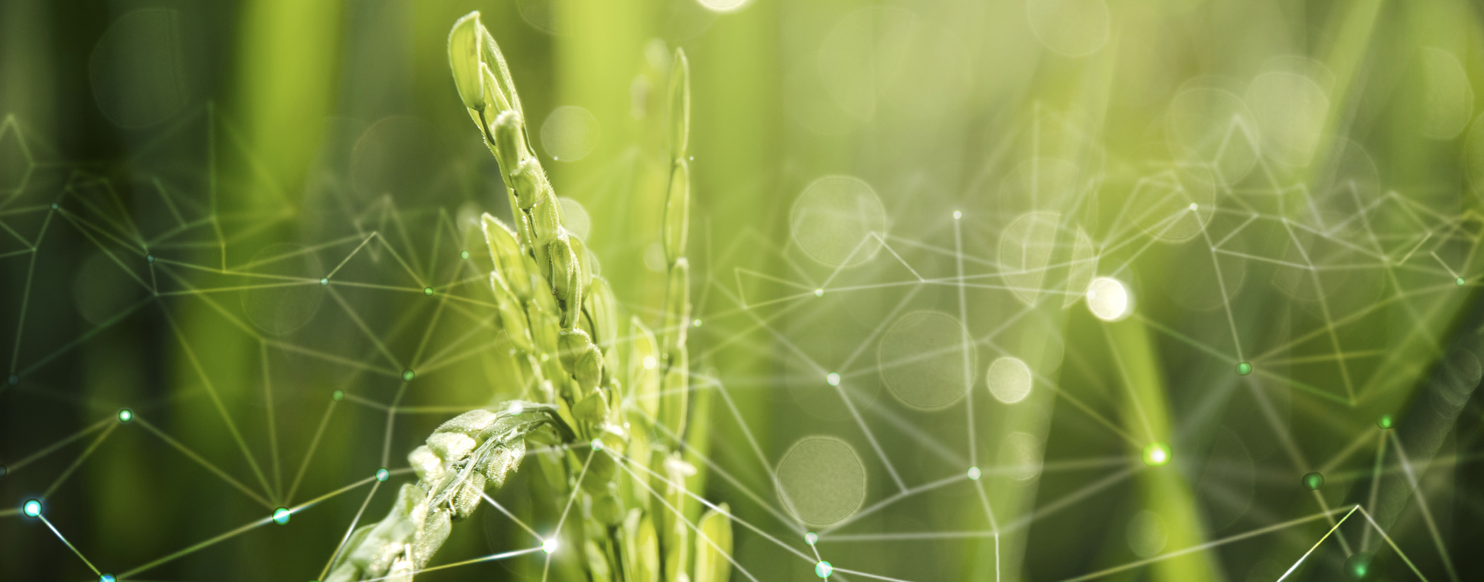 Agriculture Iot With Rice Field Background