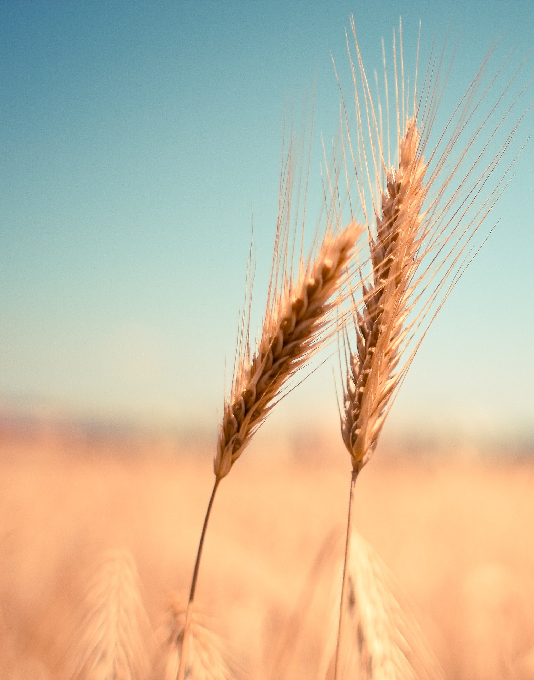 Wheat 865152