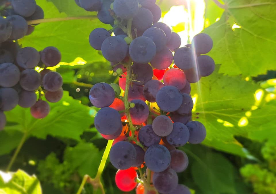 Krasota Vblizi 3 Mesto Strokova