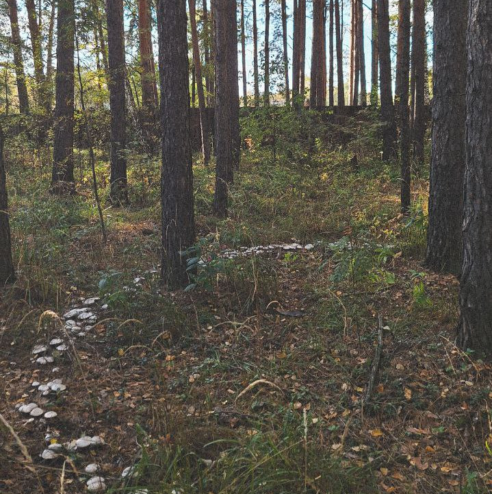 Krasota Vblizi Pzs Onoxova